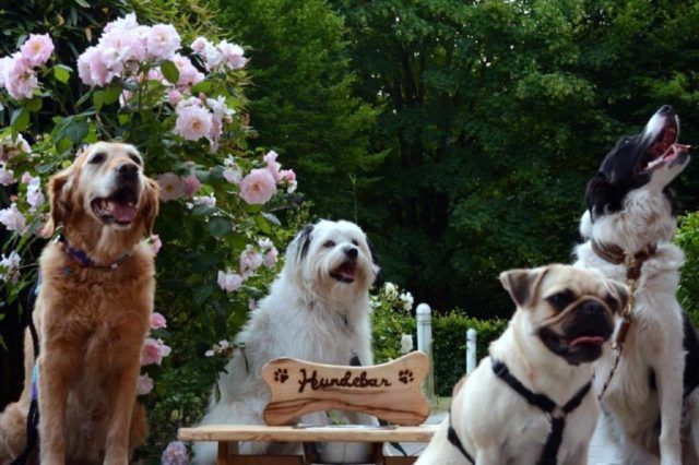 Die vierbeinigen Besucher vom Verein "Graues Gold"an der schönen neuen Hundebar